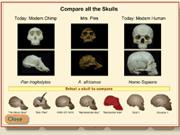 Hominid Field Skull Interactive